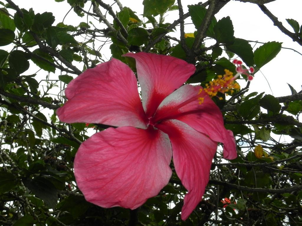 Atiha Fare Arana Moorea Guesthouse מראה חיצוני תמונה