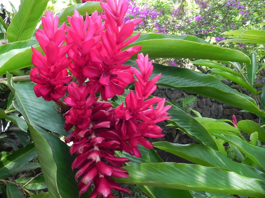 Atiha Fare Arana Moorea Guesthouse מראה חיצוני תמונה